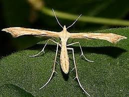 Attēlu rezultāti vaicājumam “Gillmeria pallidactyla”