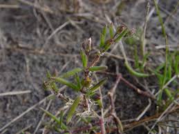 Attēlu rezultāti vaicājumam “Spergularia marina leaf”