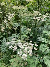 Image result for Heracleum sphondylium