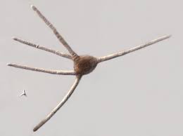 Attēlu rezultāti vaicājumam “Miladina lecithina”