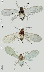 Attēlu rezultāti vaicājumam “Aphis confusa”