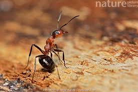 Attēlu rezultāti vaicājumam “Formica rufa”