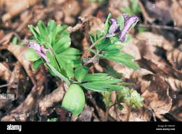 Attēlu rezultāti vaicājumam “Corydalis intermedia flower”