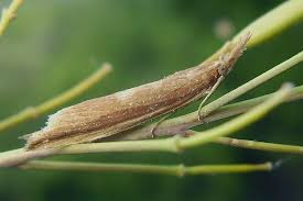 Attēlu rezultāti vaicājumam “Donacaula mucronella”