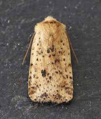 Attēlu rezultāti vaicājumam “Conistra rubiginea”