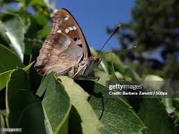 Attēlu rezultāti vaicājumam “Apatura ilia underside”