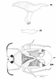 Attēlu rezultāti vaicājumam “Alloeotomus sp.”