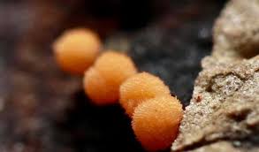 Attēlu rezultāti vaicājumam “Bactridium flavum”