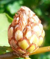 Attēlu rezultāti vaicājumam “Andricus foecundatrix”