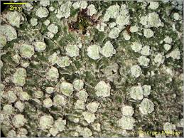 Attēlu rezultāti vaicājumam “Pertusaria albescens”