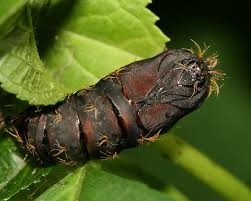 Attēlu rezultāti vaicājumam “Lymantria monacha pupa”