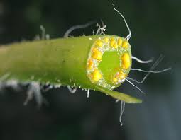 Image result for Chelidonium majus