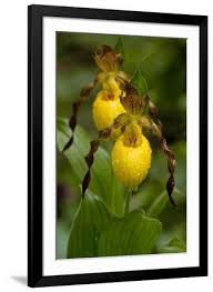 Attēlu rezultāti vaicājumam “Cypripedium calceolus”