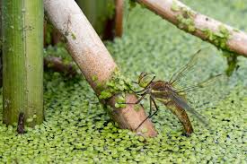 Attēlu rezultāti vaicājumam “Aeshna isoceles”