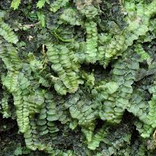 Attēlu rezultāti vaicājumam “Hymenostylium recurvirostrum macro”