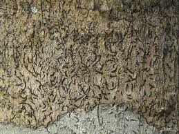 Attēlu rezultāti vaicājumam “Opegrapha rufescens”