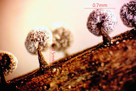 Attēlu rezultāti vaicājumam “Didymium minus”