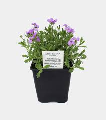 Image result for Aubrieta hybrida (cultorum)