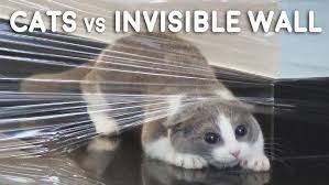 Image result for invisible cat