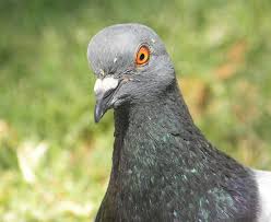 Attēlu rezultāti vaicājumam “Columba livia f. domestica”