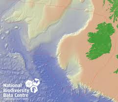 Attēlu rezultāti vaicājumam “Trichia botrytis var. cerifera”