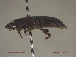 Attēlu rezultāti vaicājumam “Peltis grossa”