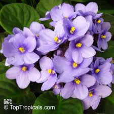 Image result for Saintpaulia ionantha Culitvar