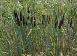 Attēlu rezultāti vaicājumam “Typha latifolia fruit”
