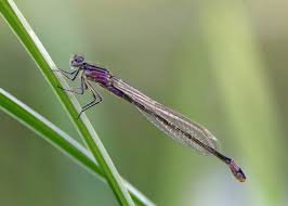 Attēlu rezultāti vaicājumam “Ischnura elegans”