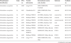 Attēlu rezultāti vaicājumam “Schistidium apocarpum young”