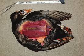 Image result for Melanitta perspicillata