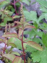 Attēlu rezultāti vaicājumam “Chenopodium polyspermum leaf”