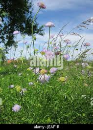 Attēlu rezultāti vaicājumam “Knautia arvensis”