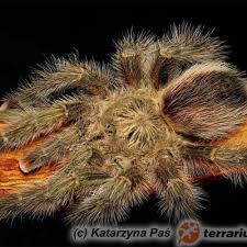 Attēlu rezultāti vaicājumam “Petractis sp.”