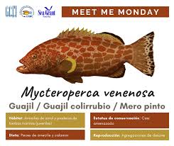 Image result for Mycteroperca venenosa