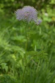 Attēlu rezultāti vaicājumam “Thalictrum aquilegifolium”