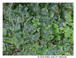 Attēlu rezultāti vaicājumam “Gymnostomum aeruginosum”