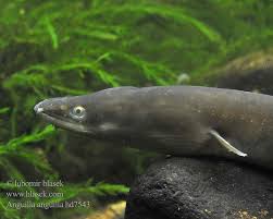 Image result for Anguilla anguilla