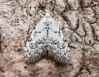 Attēlu rezultāti vaicājumam “Nola confusalis”