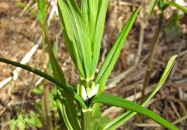 Attēlu rezultāti vaicājumam “Polygonatum verticillatum bud”