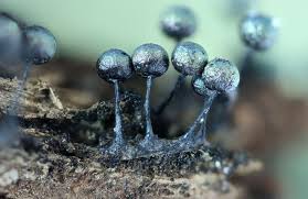 Attēlu rezultāti vaicājumam “Lamproderma pulchellum macro”