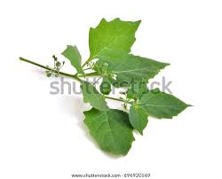 Attēlu rezultāti vaicājumam “Solanum nigrum leaf”