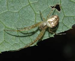 Attēlu rezultāti vaicājumam “Metellina segmentata”