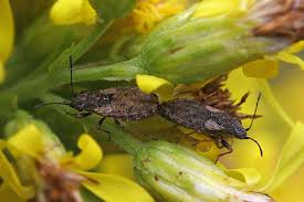 Attēlu rezultāti vaicājumam “Nithecus jacobaeae”