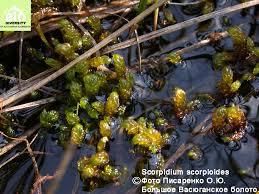 Attēlu rezultāti vaicājumam “Scorpidium scorpioides”