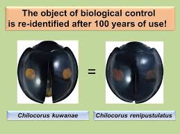Attēlu rezultāti vaicājumam “Chilocorus renipustulatus”