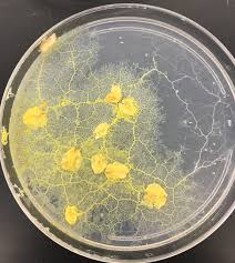 Attēlu rezultāti vaicājumam “Physarum pezizoideum spores”