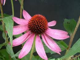Image result for Echinacea purpurea