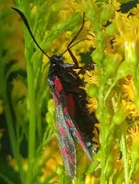 Attēlu rezultāti vaicājumam “Zygaena sp.”