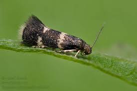 Attēlu rezultāti vaicājumam “Cephaloziella elachista”